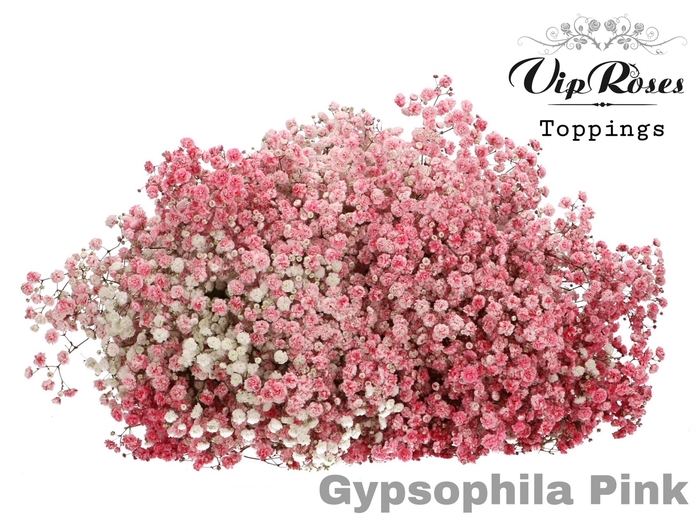 GYPS PA PINK