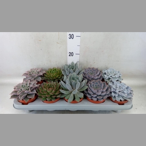 Echeveria   ...mix