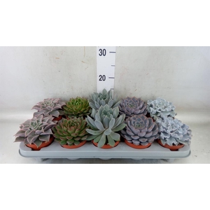 Echeveria   ...mix