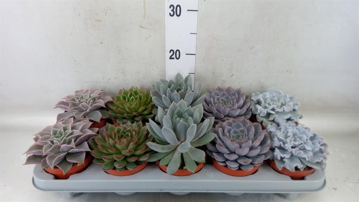 <h4>Echeveria   ...mix</h4>