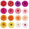 Gerbera Mini Mix, P/Color