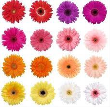 Gerbera Mini Mix, P/Color