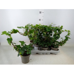 Hedera   ...green leafed