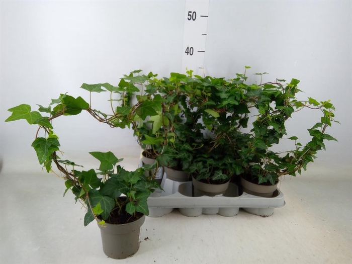 <h4>Hedera   ...green leafed</h4>
