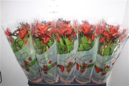 Guzm Alura Rood In Hartenhoes