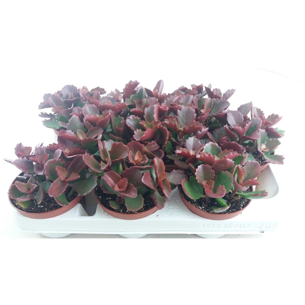 <h4>Kalanchoë Pinatum</h4>