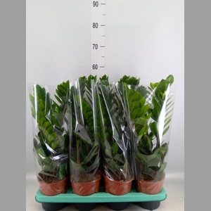 Zamioculcas zamiifolia
