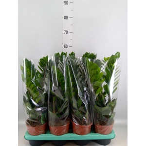 Zamioculcas zamiifolia