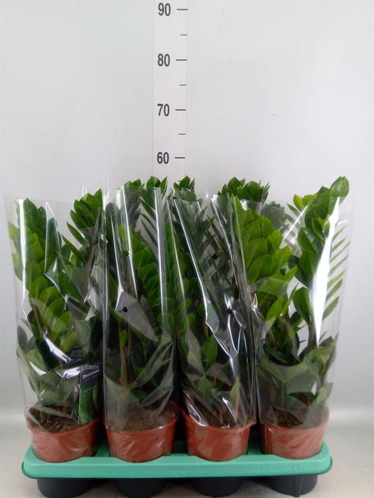 <h4>Zamioculcas zamiifolia</h4>