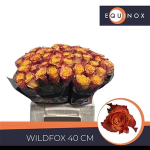 R GR WILDFOX