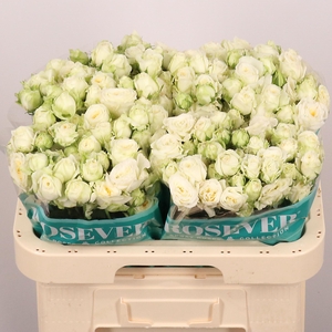 R TR FLAMBEAU ROSEVE