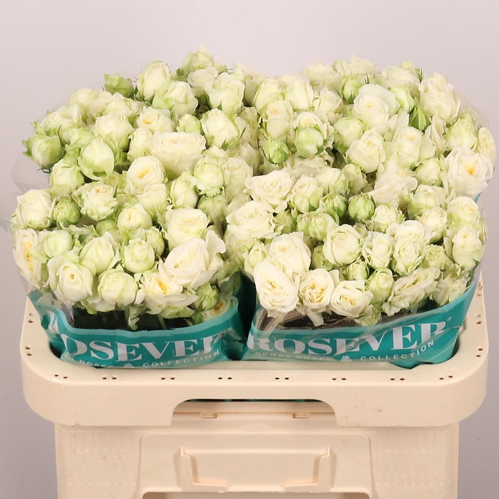 <h4>R TR FLAMBEAU ROSEVE</h4>