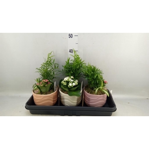 Arr.    Planten  L%