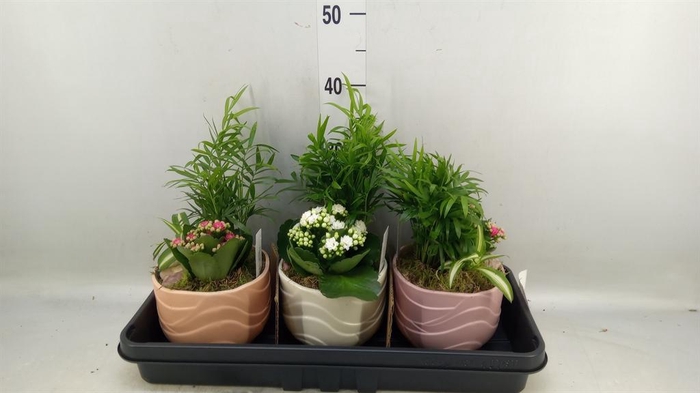 <h4>Arr.    Planten  L%</h4>