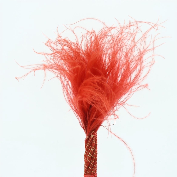 <h4>Dried Stypa Penata Red Fluffy</h4>