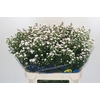 Aster White Gypsy