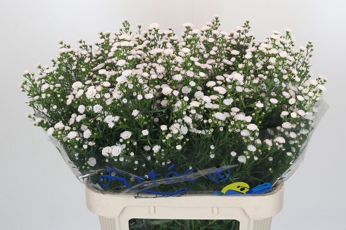 Aster White Gypsy