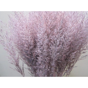 Calamagrostis Brachy L Rose