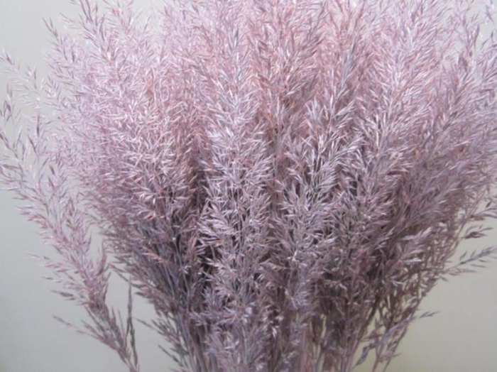 <h4>Calamagrostis Brachy L Rose</h4>