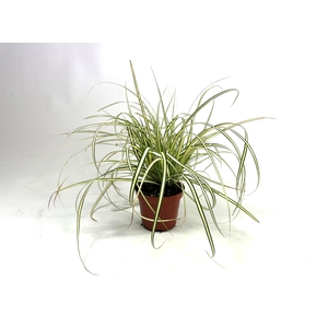 Carex 'Evergold' p8