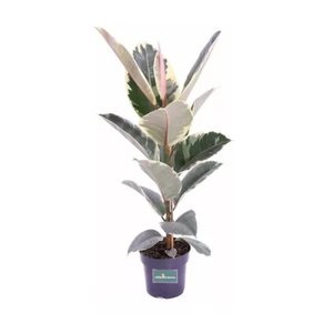 FICUS ELASTICA TINEKE P17