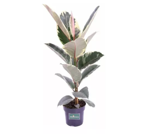 <h4>FICUS ELASTICA TINEKE P17</h4>