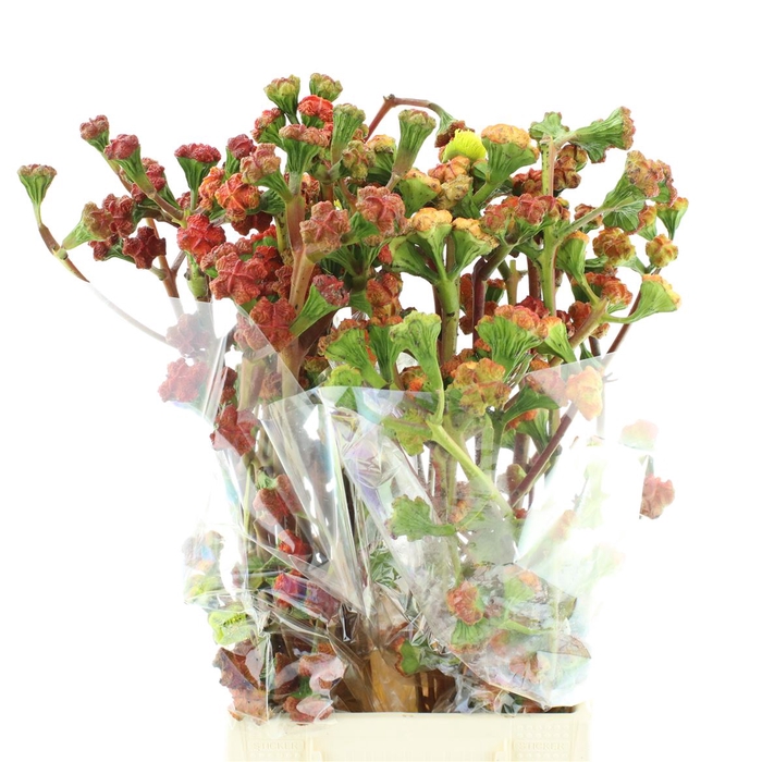 <h4>Euca Cardinale 300gr</h4>