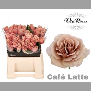 R GR CAFE LATTE x40