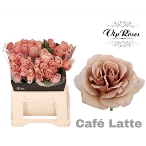 R GR CAFE LATTE x40