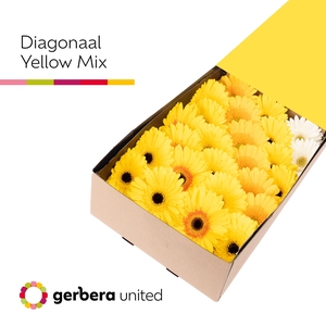 Gerbera Mix Geel Doos