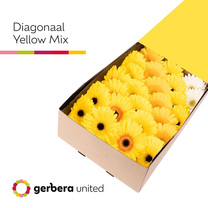 <h4>Gerbera Mix Geel Doos</h4>
