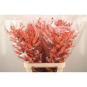 Ilex winter gold