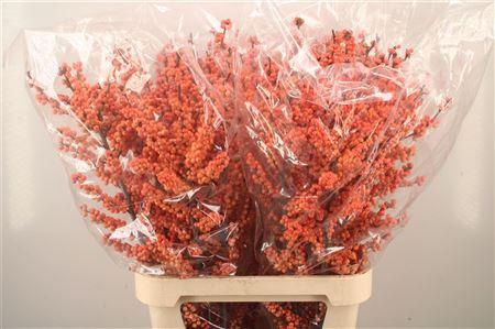 <h4>Ilex winter gold</h4>