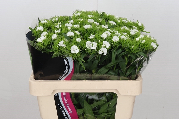 Dianthus Br Am White Duke