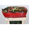 Hypericum Rainbow Romance Spray