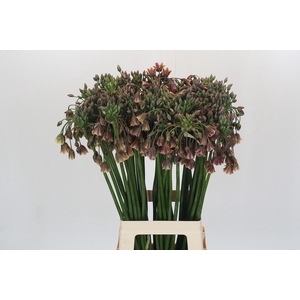 Allium Nectaroscordum Siculum