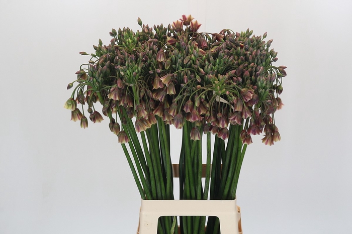 <h4>Allium Nectaroscordum Siculum</h4>