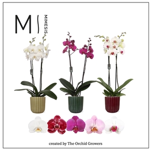 Mimesis Phal. Mix - 2 spike 12cm in Becca mix ceramic