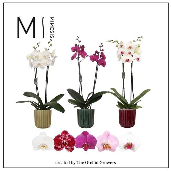 <h4>Mimesis Phal. Mix - 2 spike 12cm in Becca mix ceramic</h4>