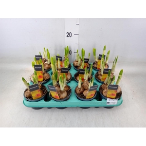 Narcissus  'Bittern'