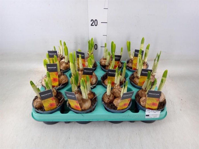 <h4>Narcissus  'Bittern'</h4>