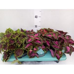 Plectranthus col.   ...mix