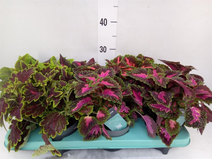 <h4>Plectranthus col.   ...mix</h4>