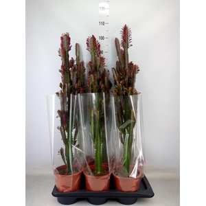 Euphorbia trigona 'Rubra'