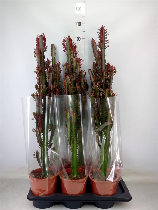 <h4>Euphorbia trigona 'Rubra'</h4>
