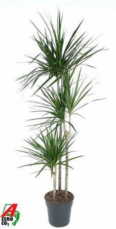 <h4>Dra Marginata</h4>