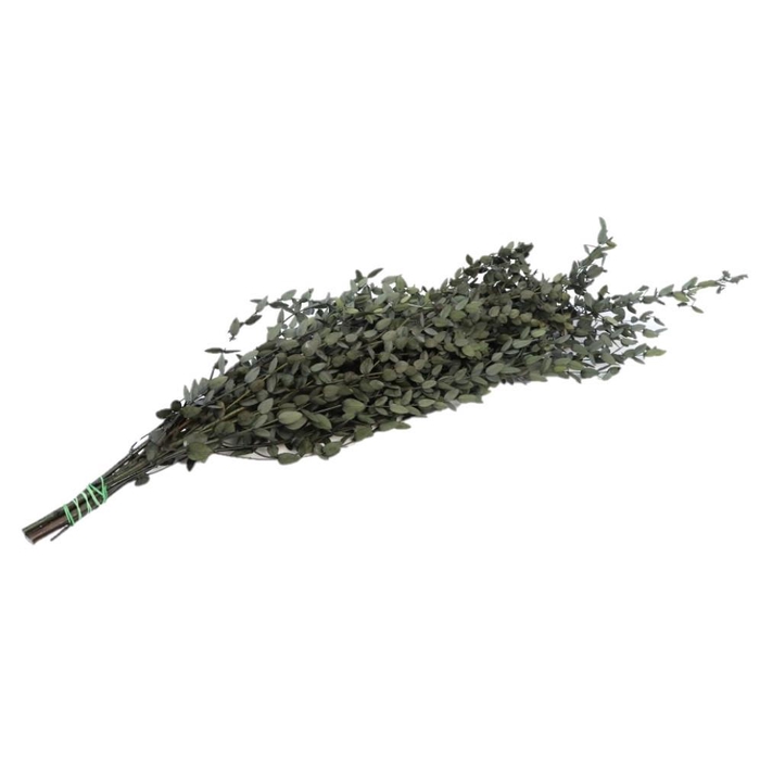 <h4>Preserved Eucalyptus Parvifog. 65cm 150g</h4>