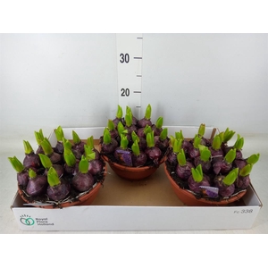 Hyacinthus orie. 'Pearl Blue'