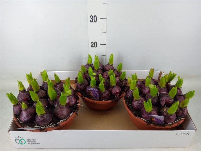 <h4>Hyacinthus orie. 'Pearl Blue'</h4>