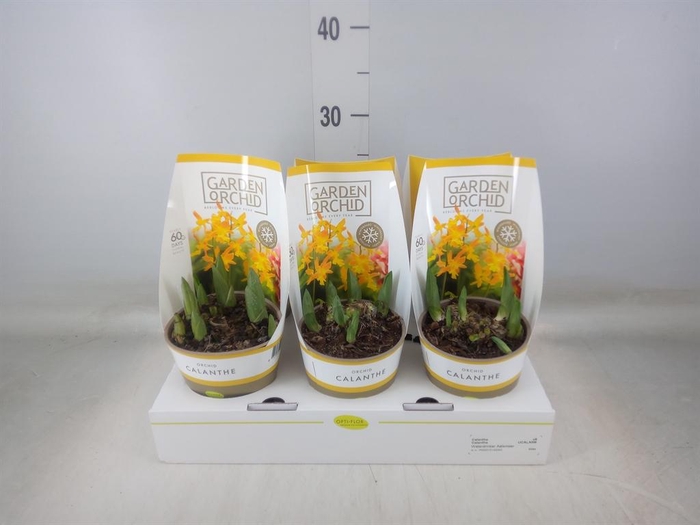 <h4>Calanthe   ...</h4>